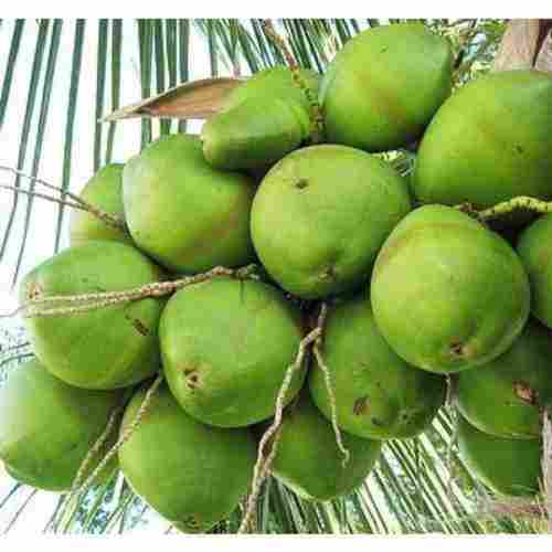 High Medicinal Value Green Coconut