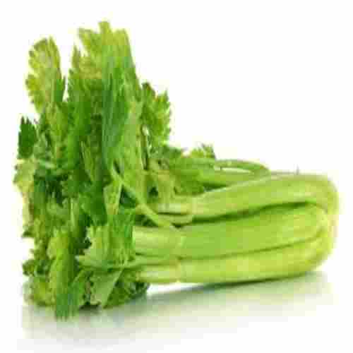 Fresh Green Celery for Food