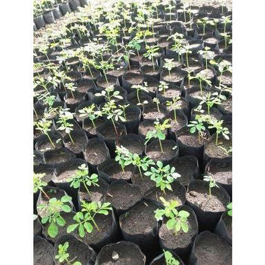 Green Hybrid Herbal Moringa Plant