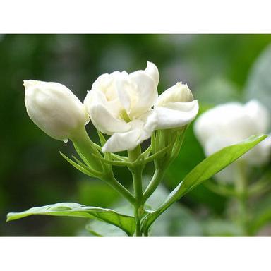 White Fresh Jasmine Flowers For Decoration