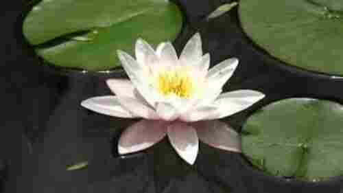 White Lotus Flower for Decoration