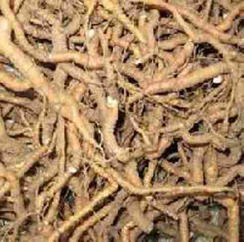 Ipecac Roots At Best Price In India
