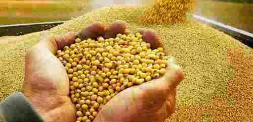 Non GMO Organic Soybean Seeds