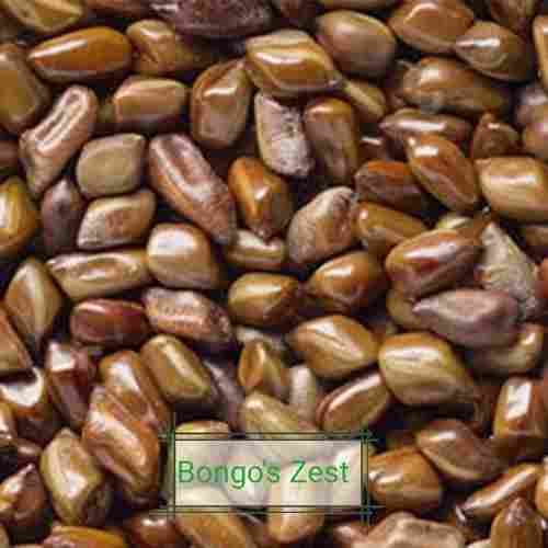 Organic Cassia Tora Seeds
