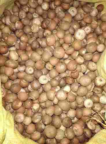 Dried Round Betel Nuts
