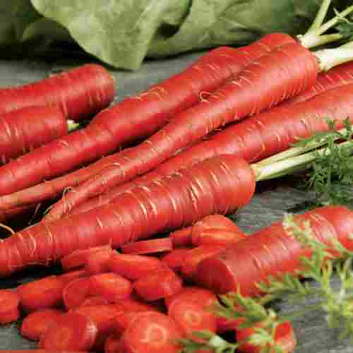 Fresh Red Carrot for Food