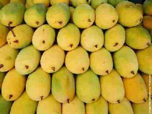 Fresh Himsagar Mango Fruits