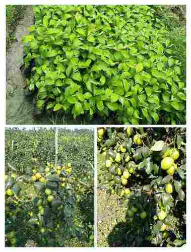 Green Apple Ber Plant