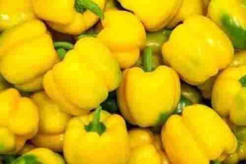Fresh Yellow Capsicum for Cooking