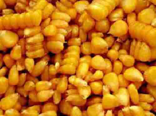 Yellow Natural Maize Seeds