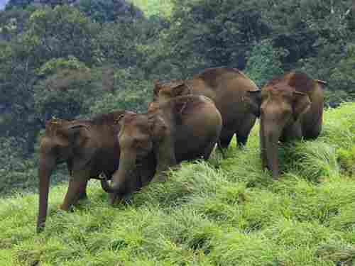Munnar 2 Night and 3 Day Tour Package