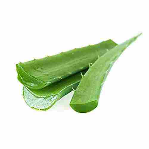 100% Natural and Organic Aloe Vera