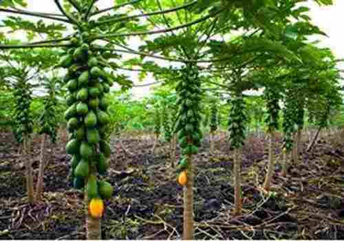 5 to 10m Papaya Plant