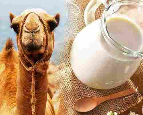 Fresh Camel Milk And Powder