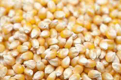 Yellow Corn With High Nutritive Value