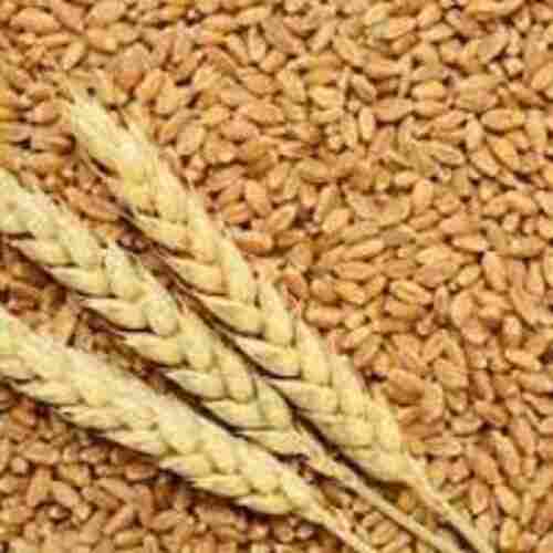 Brown Wheat Grains for Food