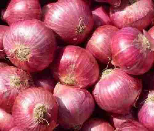 Red Fresh Onion for Cooking