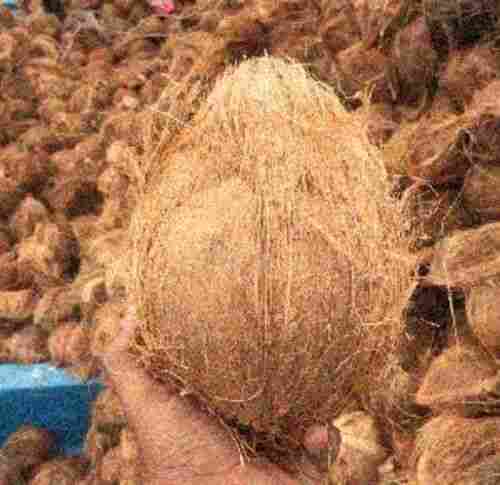  ब्राउन सेमी हस्क वाला नारियल