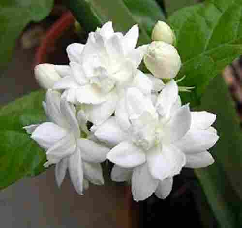 Fresh Jasmine Flowers for Decoration