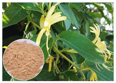 Herbal Product Honeysuckle Flower Extract