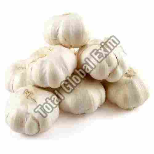 Fresh White Garlic for Food