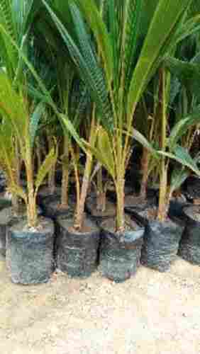 Green Coconut Plant for Agriculture
