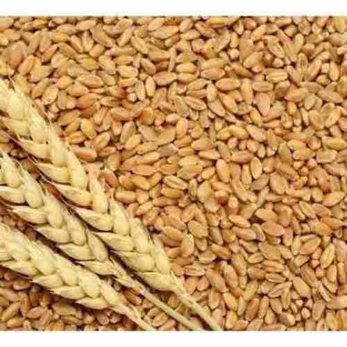 Natural Organic Wheat Seeds