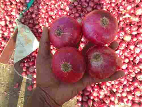 Indian Red Round Onion