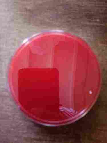 Red Color Sheep Blood Agar Plate