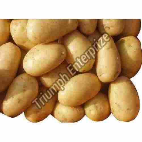 Fresh Natural Potatoes for Cooking