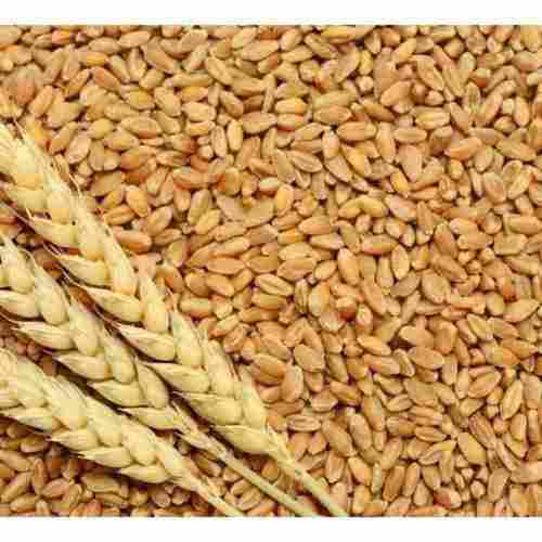 Gluten Free Wheat Grains