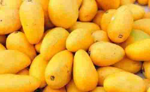 Yellow Fresh Mango Fruits