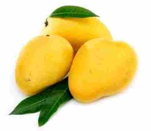 Fresh Alphonsa Mango Fruits