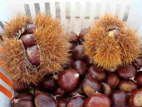 100% Natural Brown Chestnuts