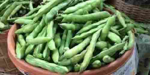 Fresh Broad Beans for Cooking