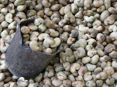 Raw Cashew Nuts Crop Year: 2020 Years
