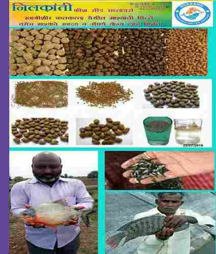 Highly Nutritious Fish Seed