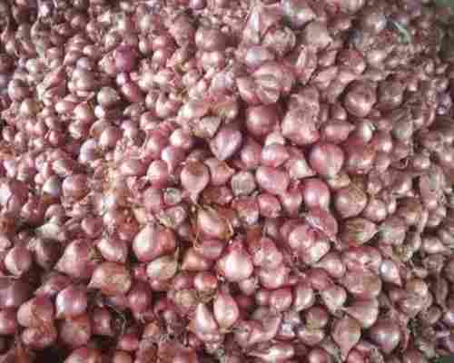 Fresh Red Sambhar Onion