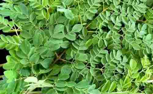 Indian Fresh Moringa Leaf
