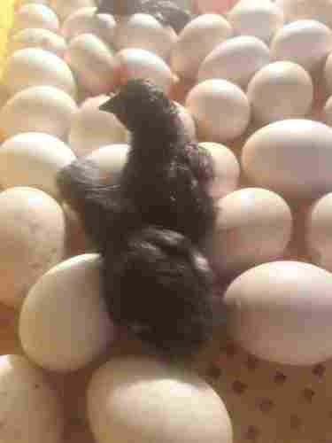 Kadaknath Hatching White Eggs