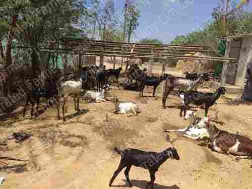 Goat Farming Services