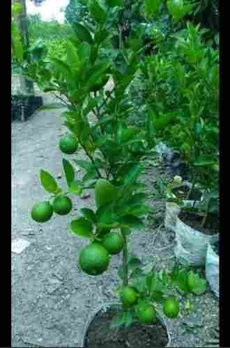Kolkata Kagji Lemon Plant