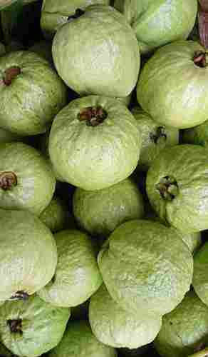 Fresh Natural Raw Guava