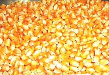 Premium Quality Dry Yellow Corn Admixture (%): 0.0