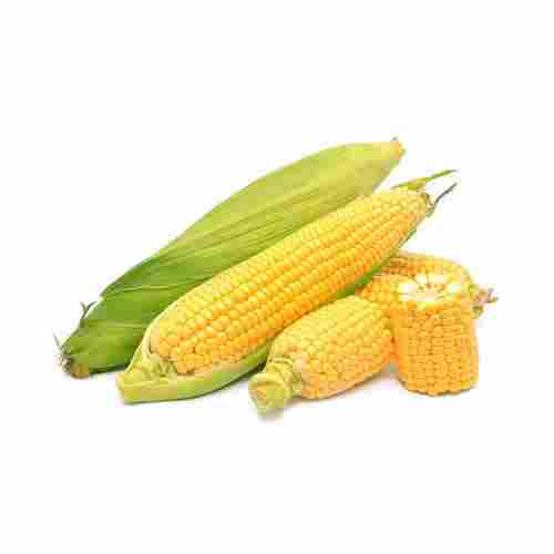 Hybrid Super Sweet Corn