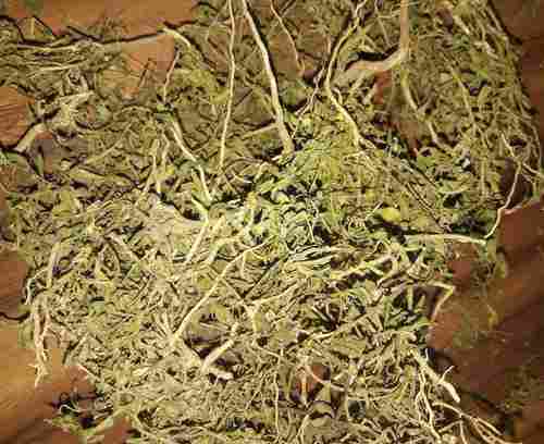 100% Natural Orithal Thamarai Herbs