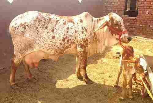 Rathi Cow for Milking Purpose