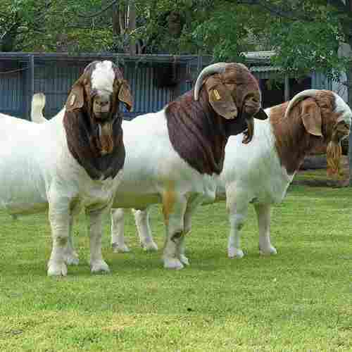 Healthy Boer Goats