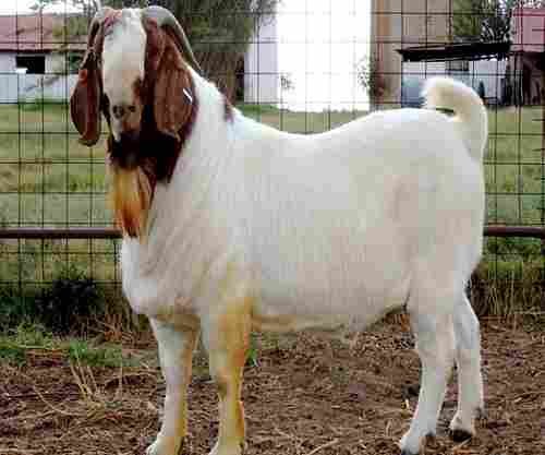 White Boer Goats