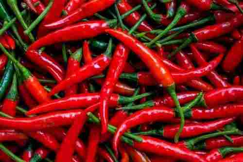 Hot and Fresh Red Chilli